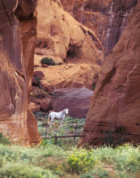 AZ, White Mts, Canyon de Chelly, White horse